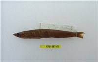 藏品(臺灣標鎗魚(玉筋魚))的圖片